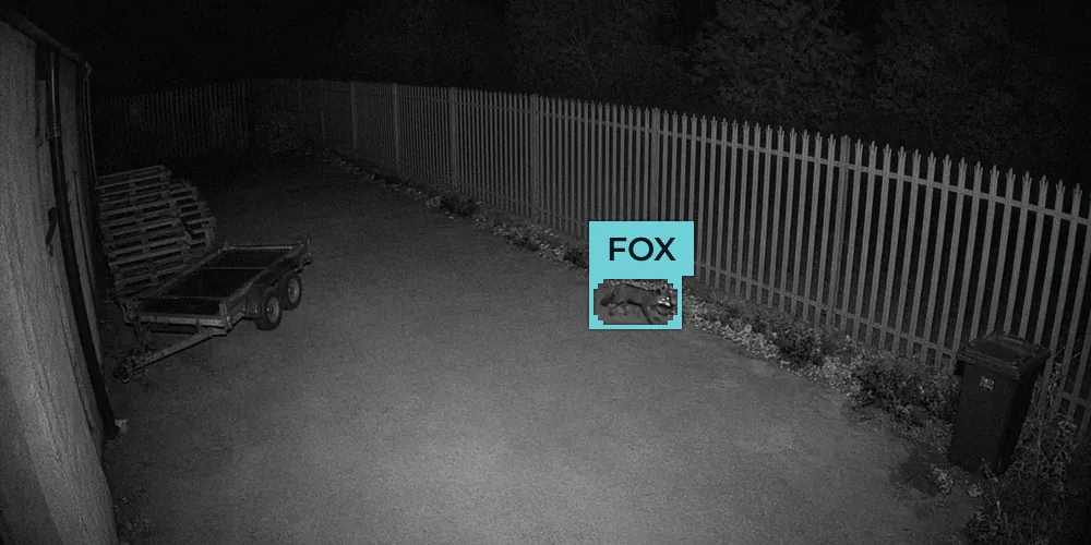 Black and white infrared CCTV view of a fox walking along a palisade fence in a yard at night